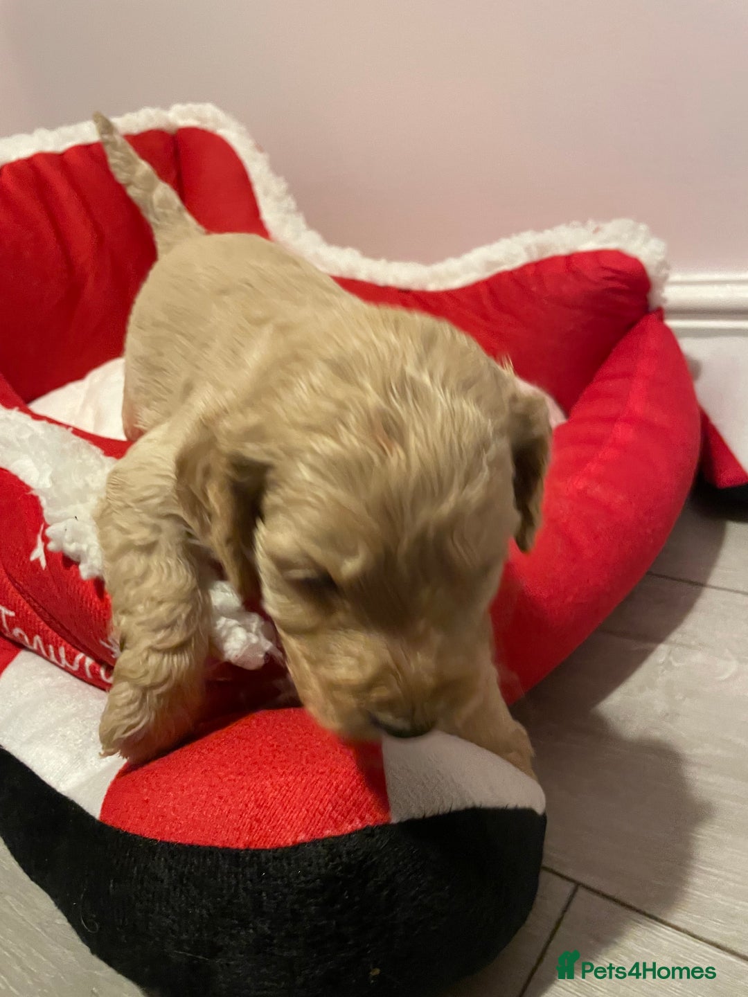Cockapoo dogs for sale: 8 gorgeous F1 Cockapoos - Advert 4