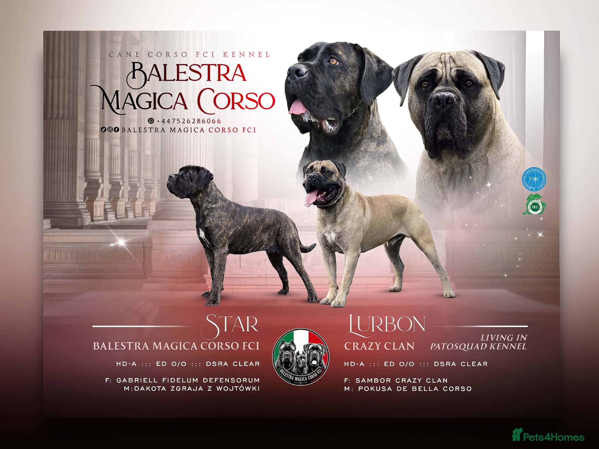 Cane Corso dogs for sale: 🐾 LITTER „K” COMING SOON 🐾 - Advert 1