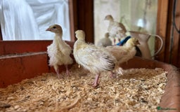 Turkeys poultry for sale: Sweet grass turkey poults - Image 4