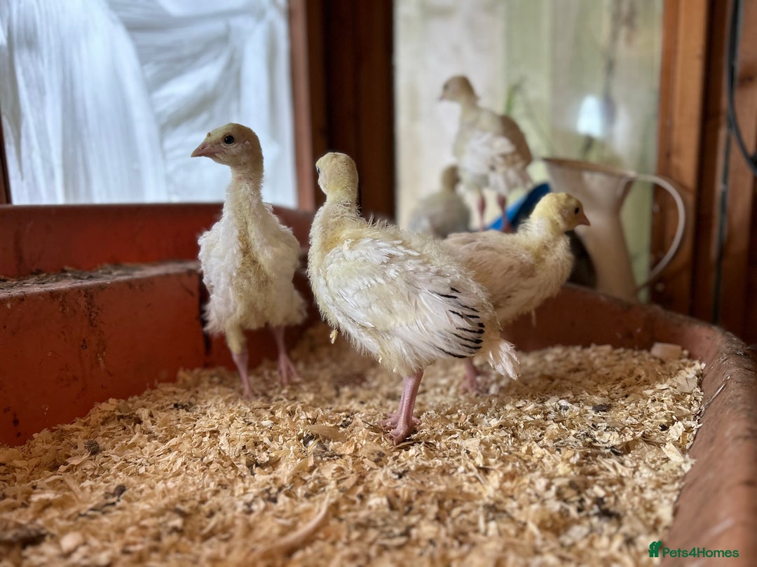 Turkeys poultry for sale: Sweet grass turkey poults - Image 4