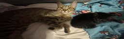 Mixed Breed cats for sale: Black&Silver Bengal mix  - Advert 4