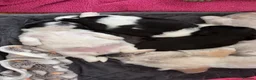 Shih Tzu dogs for sale: Beautiful Shihtzu pups 🐶 - Advert 3