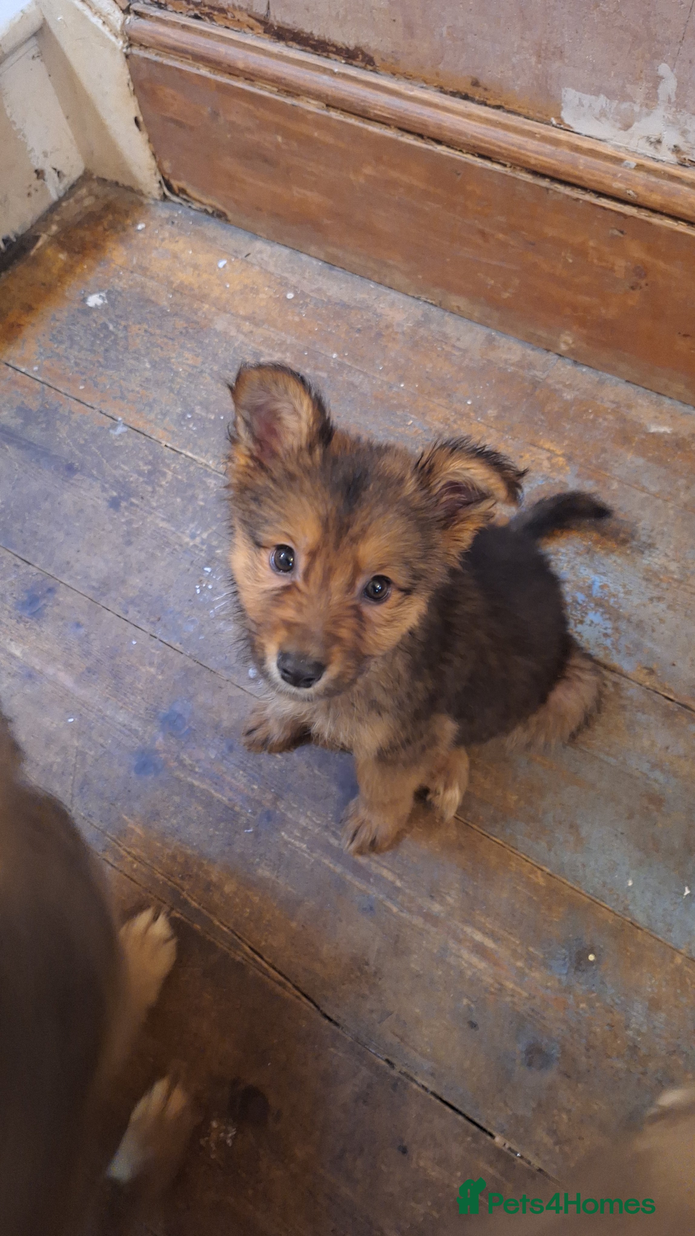 Mixed Breed dogs Shollie Pups - Advert 2