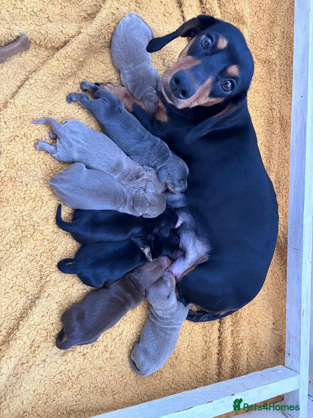 Dachshund dogs for sale: Dachshund puppies in Colwyn Bay - Advert 2