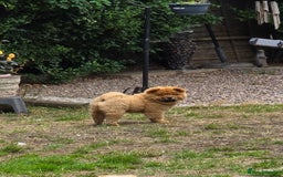 Chow Chow dogs for sale: QUALITY KC CHOWCHOW PUPPIES  in Wolverhampton - Image 4