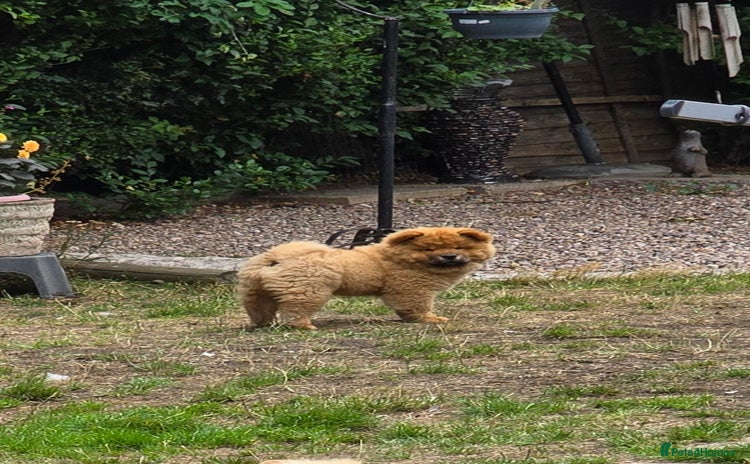 Chow Chow dogs in Wolverhampton - Advert 4