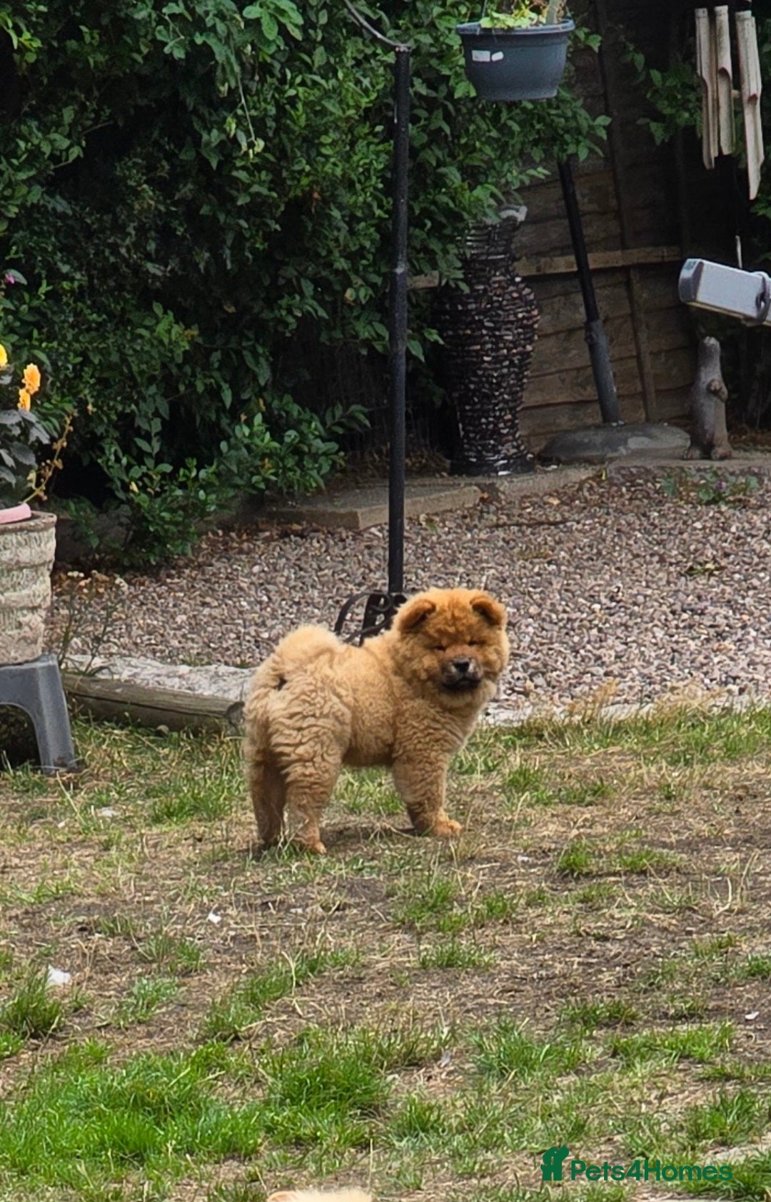 Chow Chow dogs for sale: QUALITY KC CHOWCHOW PUPPIES  in Wolverhampton - Image 4