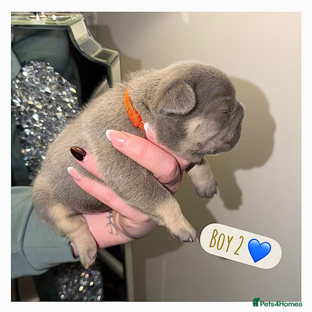 French Bulldog dogs for sale: French bulldog puppies  - Advert 2