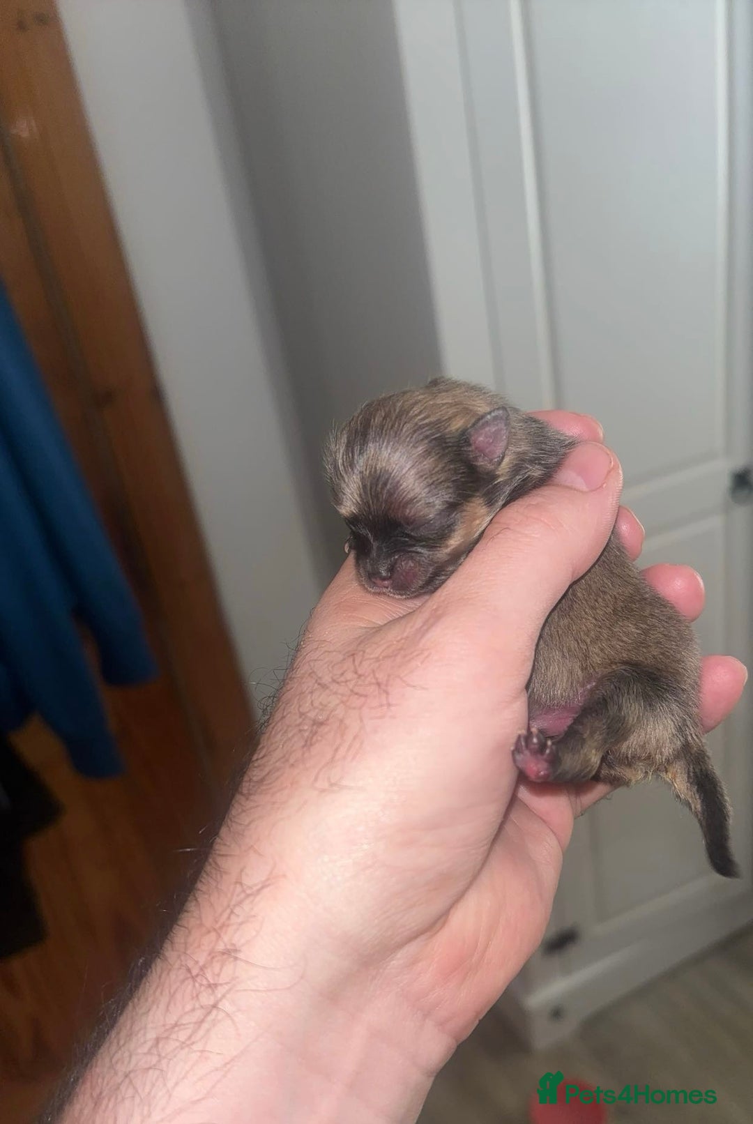 Pomeranian dogs for sale: Stunning tiny teddy bear toy poms - Image 2
