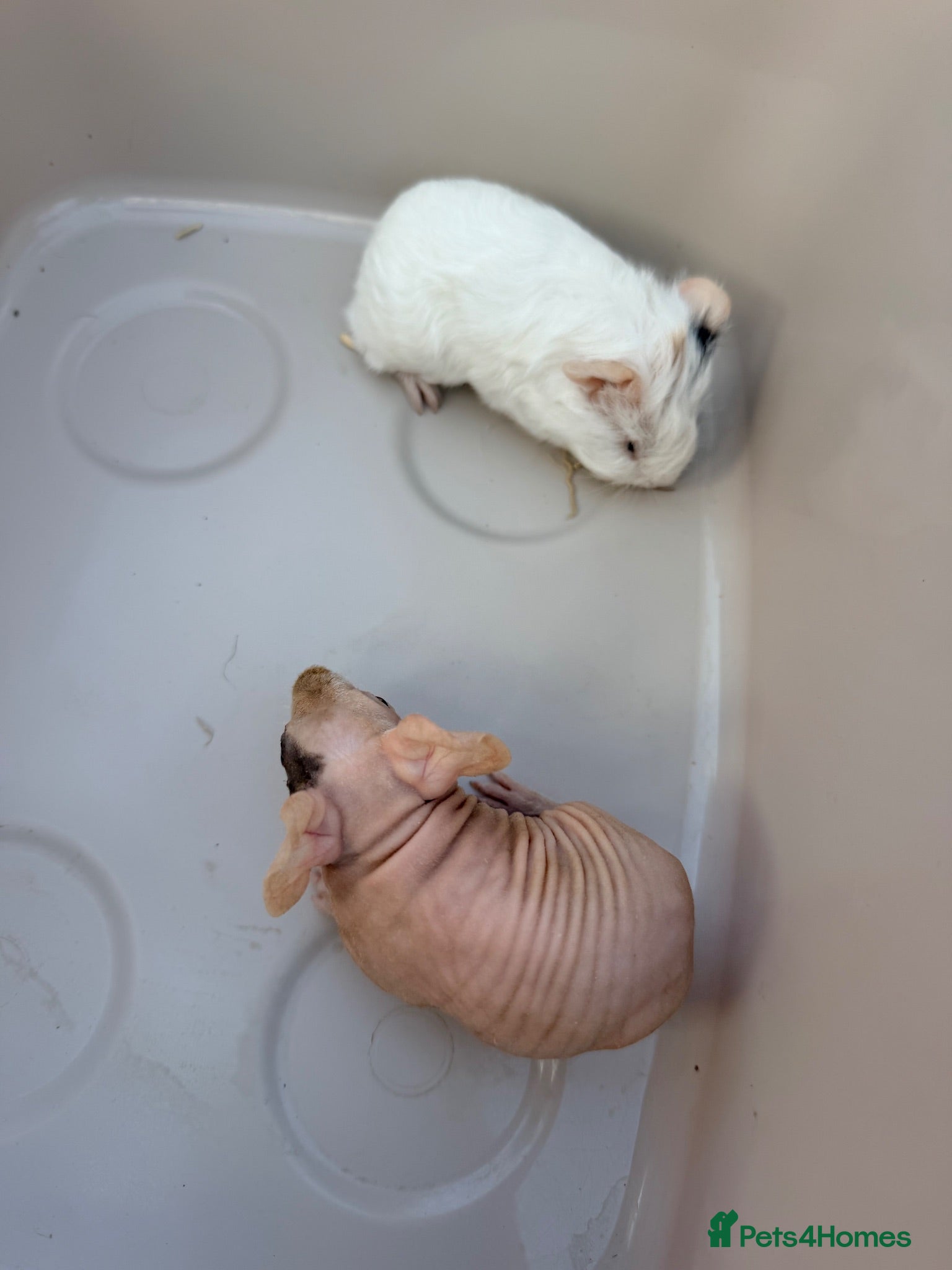 Guinea Pig rodents Guinea Pigs looking for their forever home - Advert 1