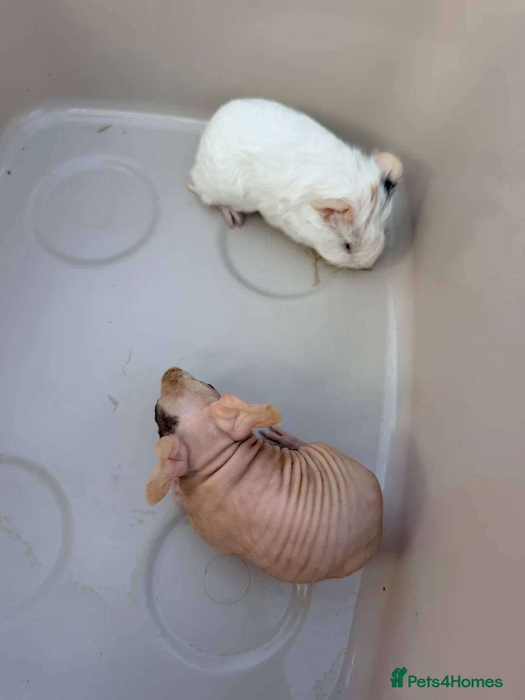 Guinea Pig rodents for sale: Guinea Pigs looking for their forever home - Advert 1