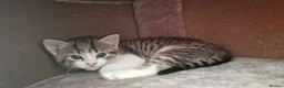 Mixed Breed cats for sale: Lovely mixed grey kitten - Advert 4