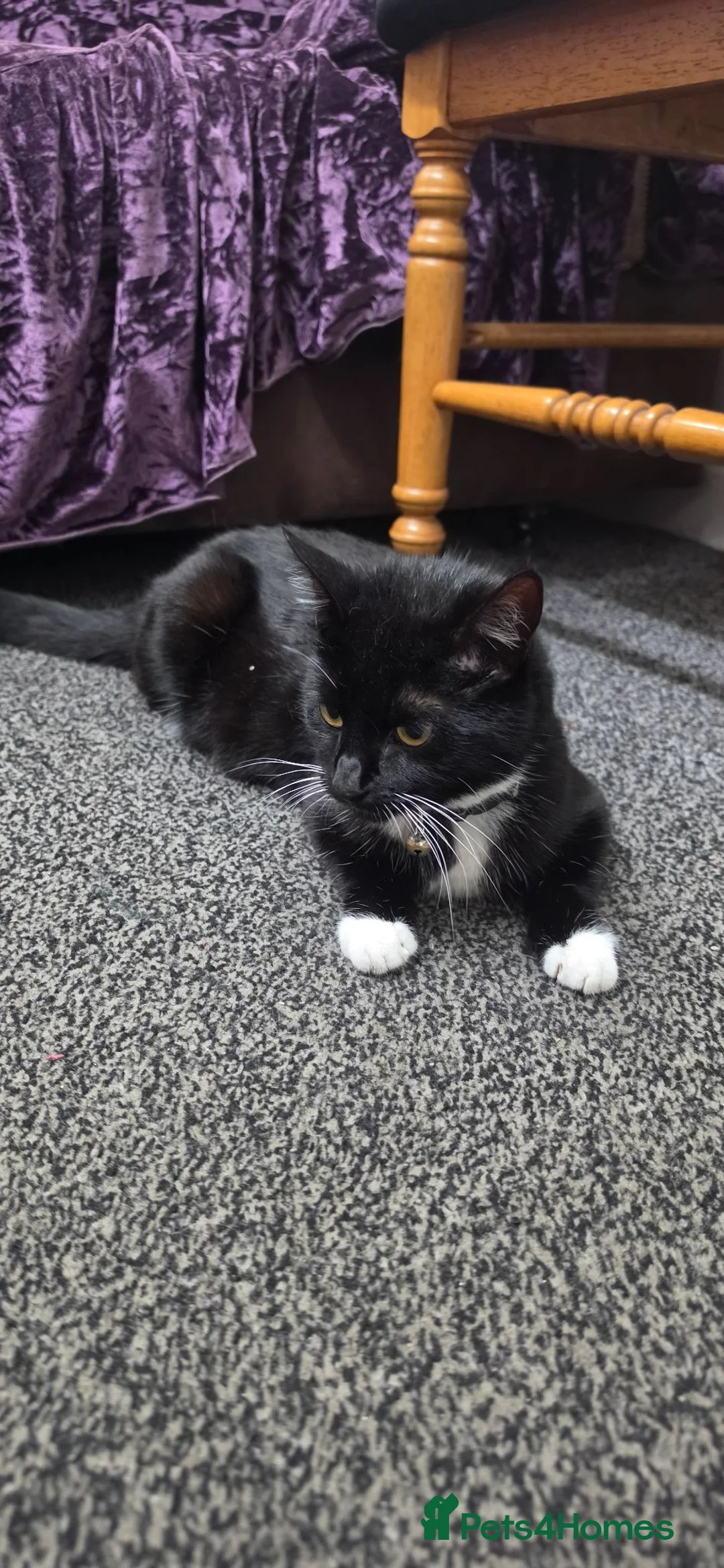 Mixed Breed cats for sale: 7 kittens, Mackerel, ghost marked, blotchy tuxedo - Advert 1