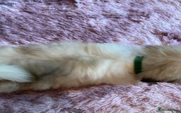 Lhasa Apso dogs for sale: Lhasa Apso Puppies 🐶  - Image 8