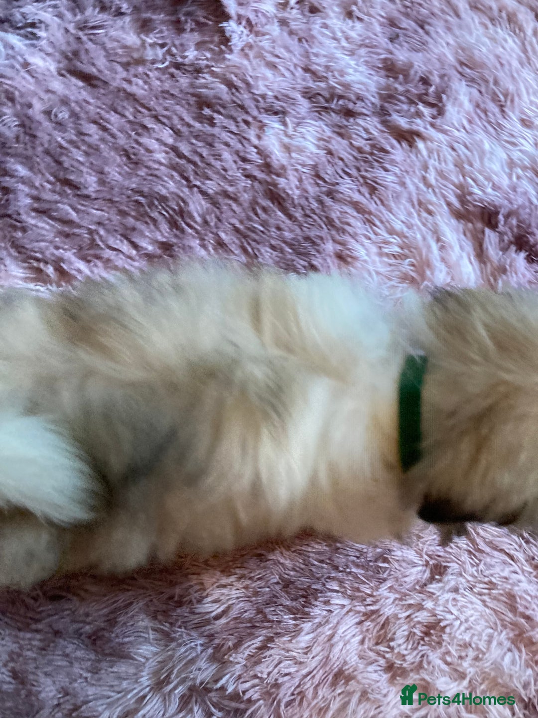 Lhasa Apso dogs for sale: Lhasa Apso Puppies 🐶  - Image 8