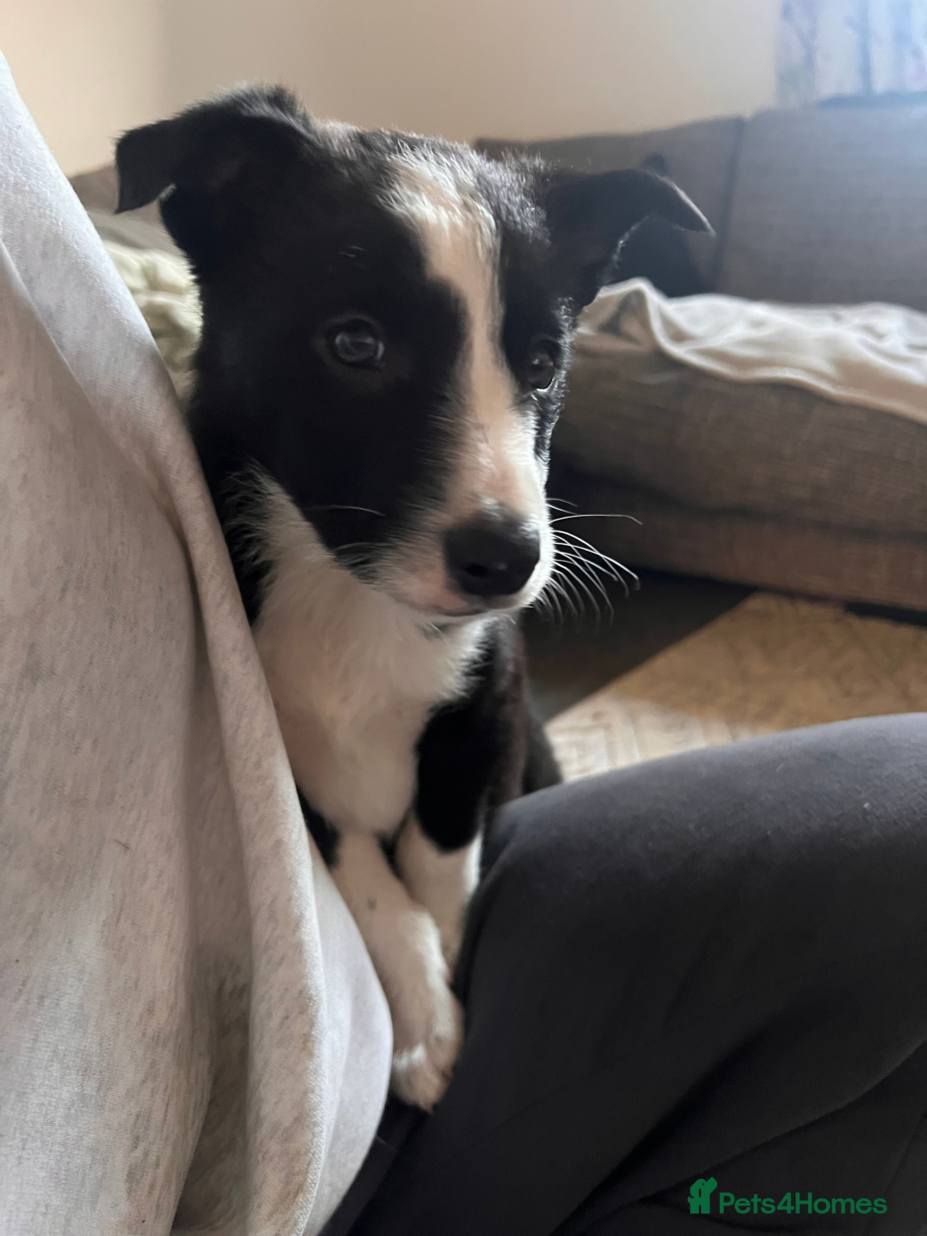 Border Collie dogs Beautiful MALE Border Collie Puppy - Advert 2