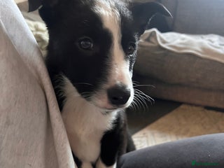 Border Collie dogs Beautiful MALE Border Collie Puppy - Advert 1