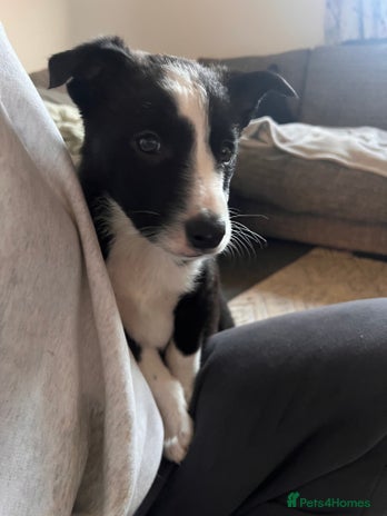 Border Collie dogs Beautiful MALE Border Collie Puppy - Advert 1