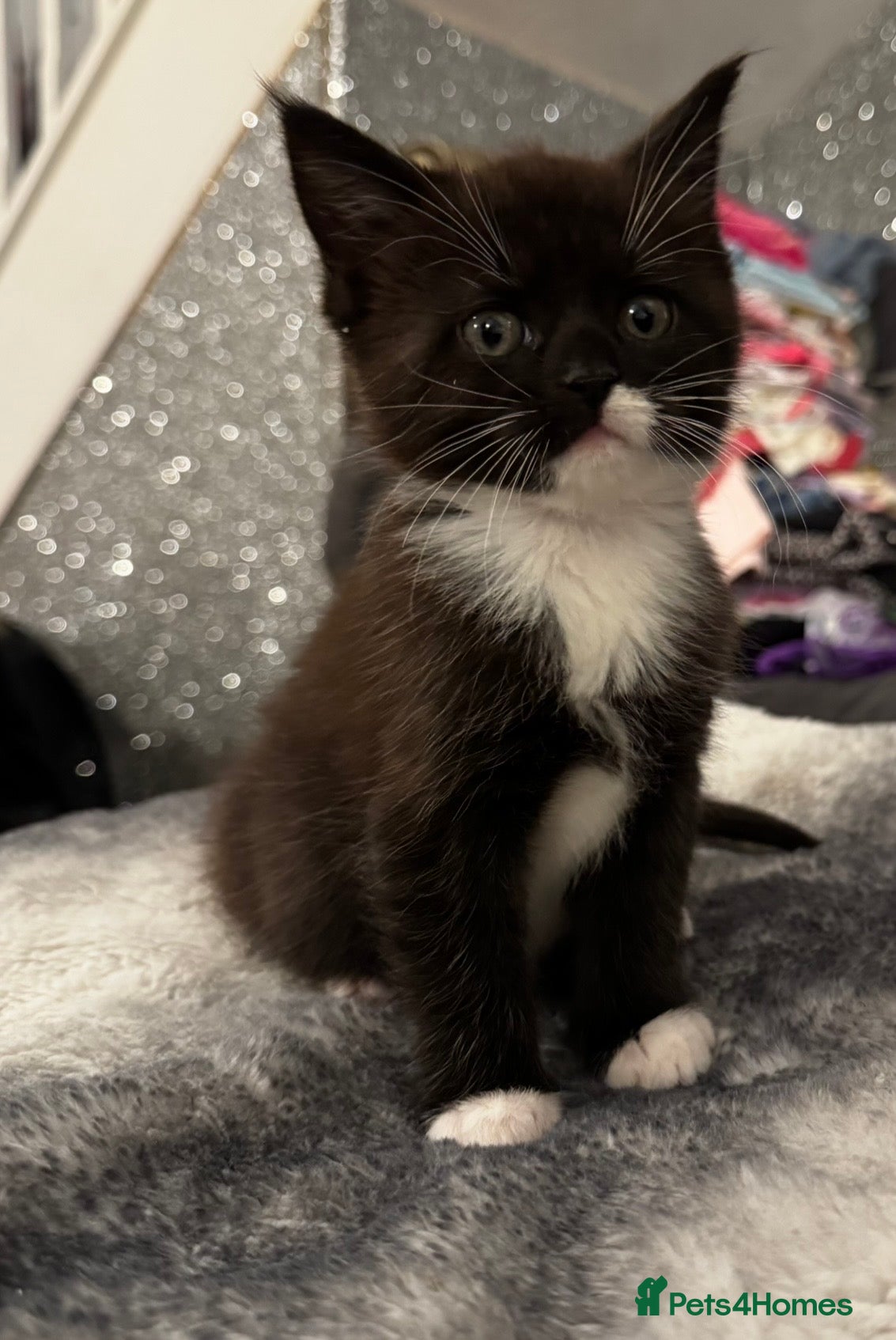 Maine Coon cats Maine coon kitten for sale  - Advert 14