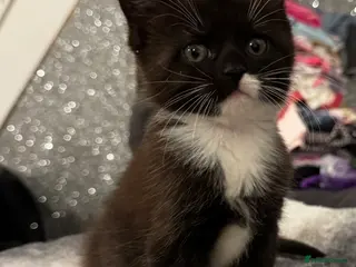 Maine Coon cats Maine coon kitten for sale - Advert 14