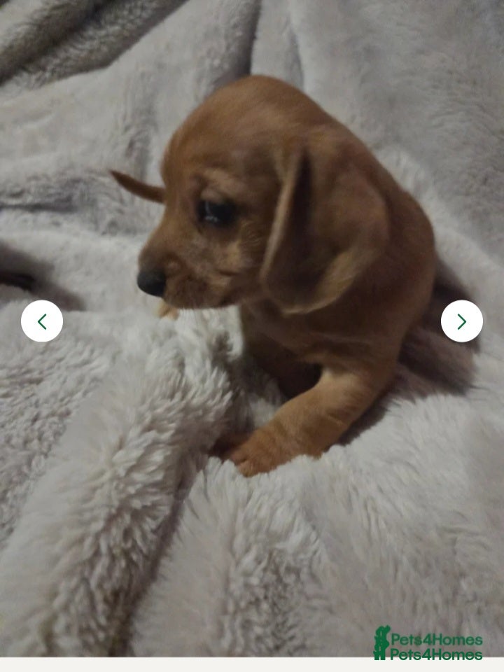 Doxiepoo dogs Doxipoo  - Advert 1