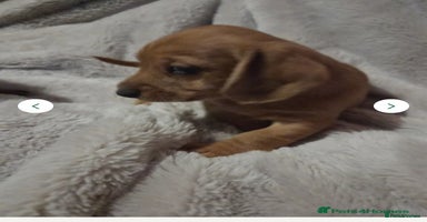 Doxiepoo dogs - Advert 9