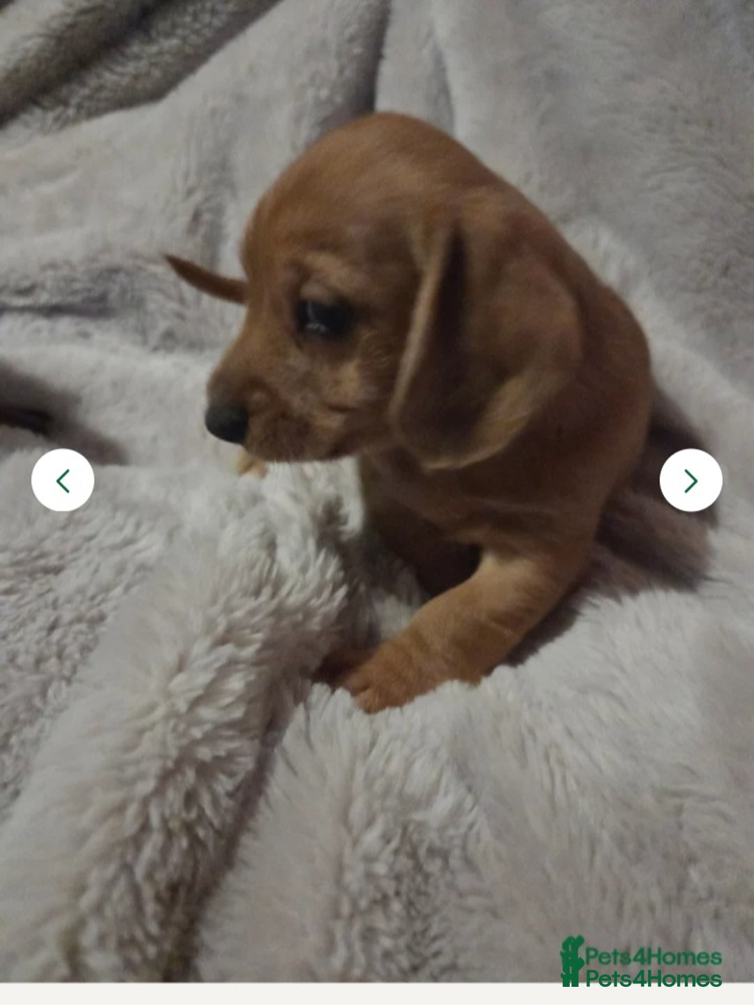 Doxiepoo dogs for sale: Doxipoo  - Image 2