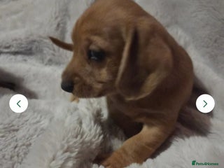 Doxiepoo dogs Doxipoo - Advert 15