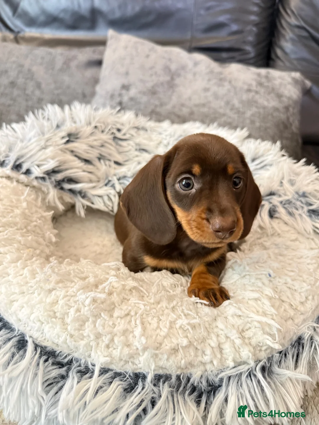 Miniature Dachshund dogs for sale: long & short hair miniature dashound puppy’s 4  💕 - Advert 17