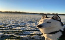 Siberian Husky dogs for stud: Stunning Blue eye Sibrian Husky for Stud  in Liverpool - Image 21
