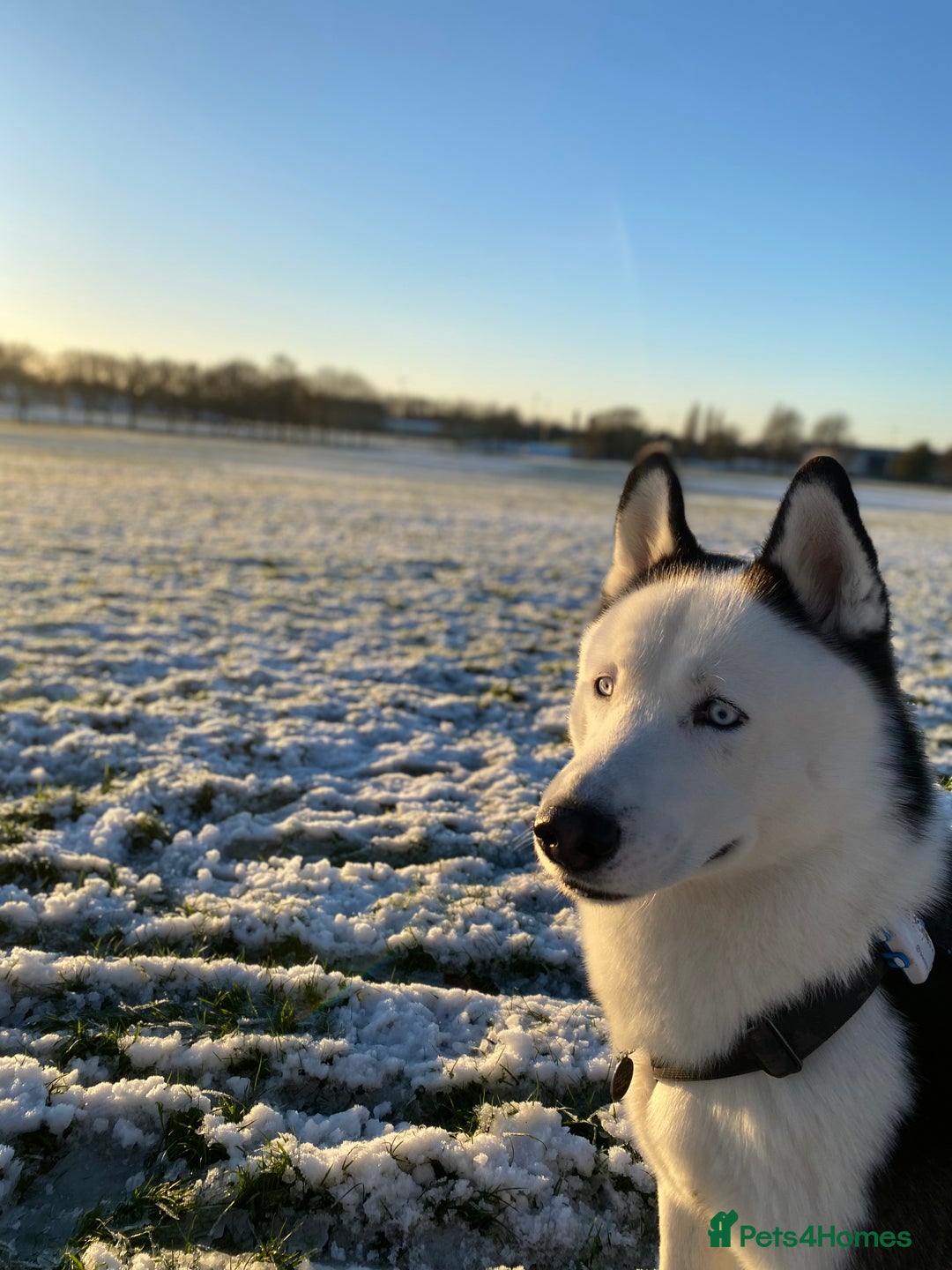 Siberian Husky dogs for stud: Stunning Blue eye Sibrian Husky for Stud  in Liverpool - Image 21