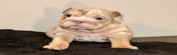English Bulldog dogs for sale: 8 Stunning bulldog puppies, 4 males,4 females - Advert 13
