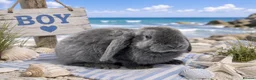 Mini Lop rabbits for sale: A beautiful selection of baby buns - Advert 6