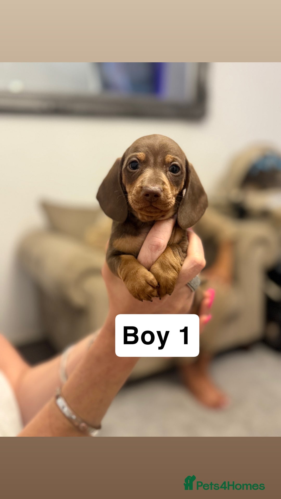 Miniature Dachshund dogs for sale: Stunning baby mini dachshunds  - Image 5