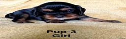 Cavalier King Charles Spaniel dogs for sale: Choc & Tan carriers - CKC Spaniel Puppies - Advert 20