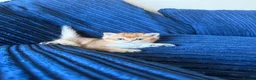 British Shorthair cats for sale: 🐾 Beautiful British Shorthair Golden Kittens 🐾 - Advert 25