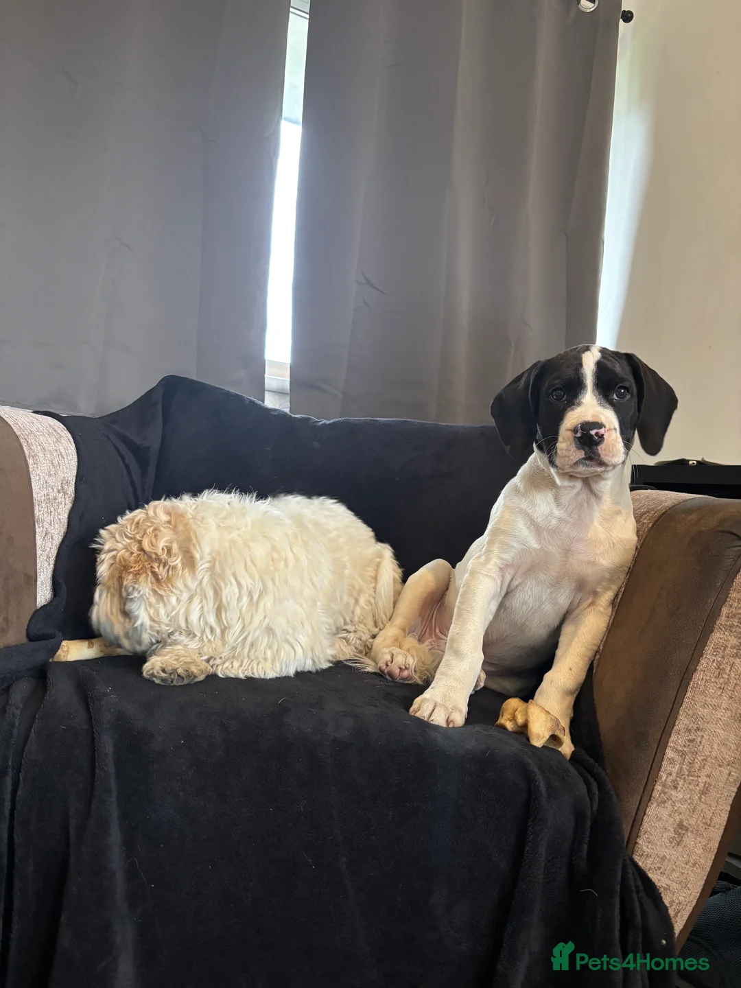 Mixed Breed dogs for sale: Johnson’s American Bulldog X Springer Spaniel in Manchester - Advert 2