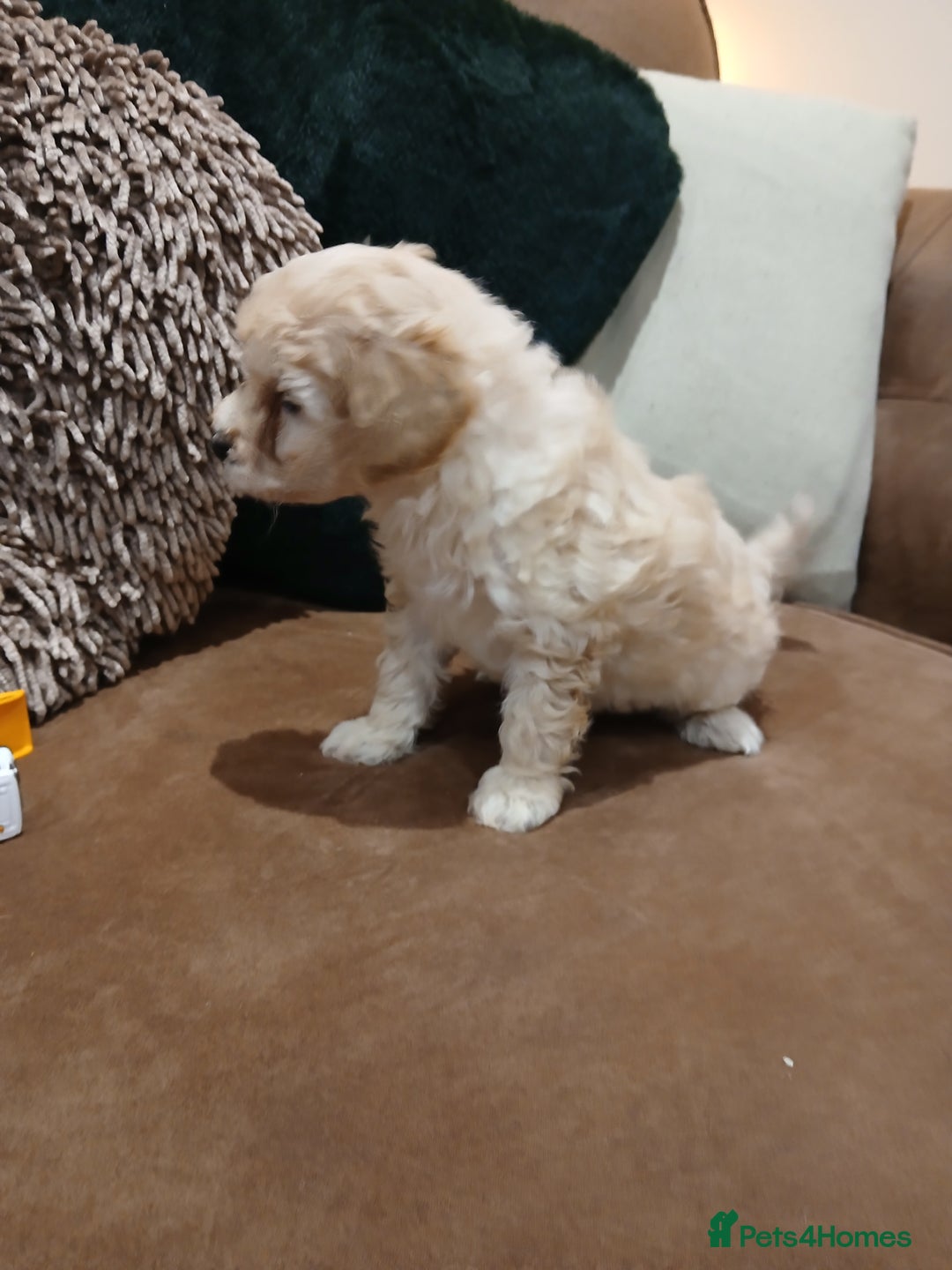 Maltipoo dogs for sale: Maltypoo pups - Advert 27