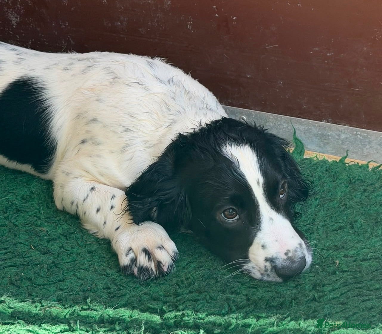 Cocker Spaniel dogs Health tested parents Fully Vaccinated  - Advert 2