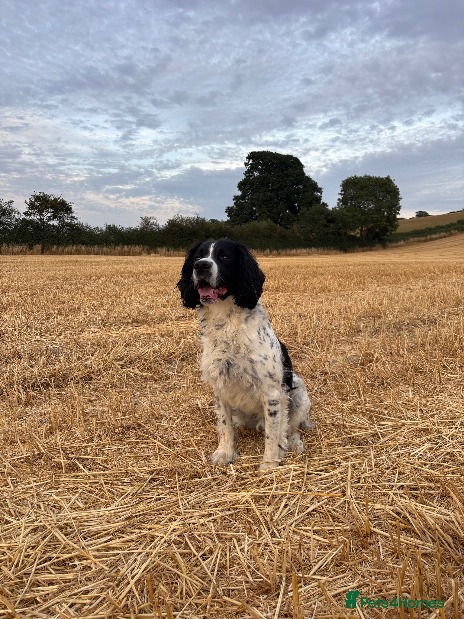 English Springer Spaniel dogs Beautiful big ESS for stud - Advert 14
