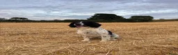 English Springer Spaniel dogs for stud: Beautiful big ESS for stud - Advert 1