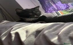 British Shorthair cats for sale: Last one left grey and white female  - Image 10