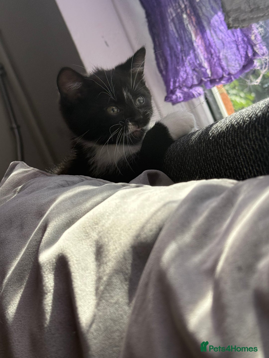 British Shorthair cats for sale: Last one left grey and white female  - Image 10