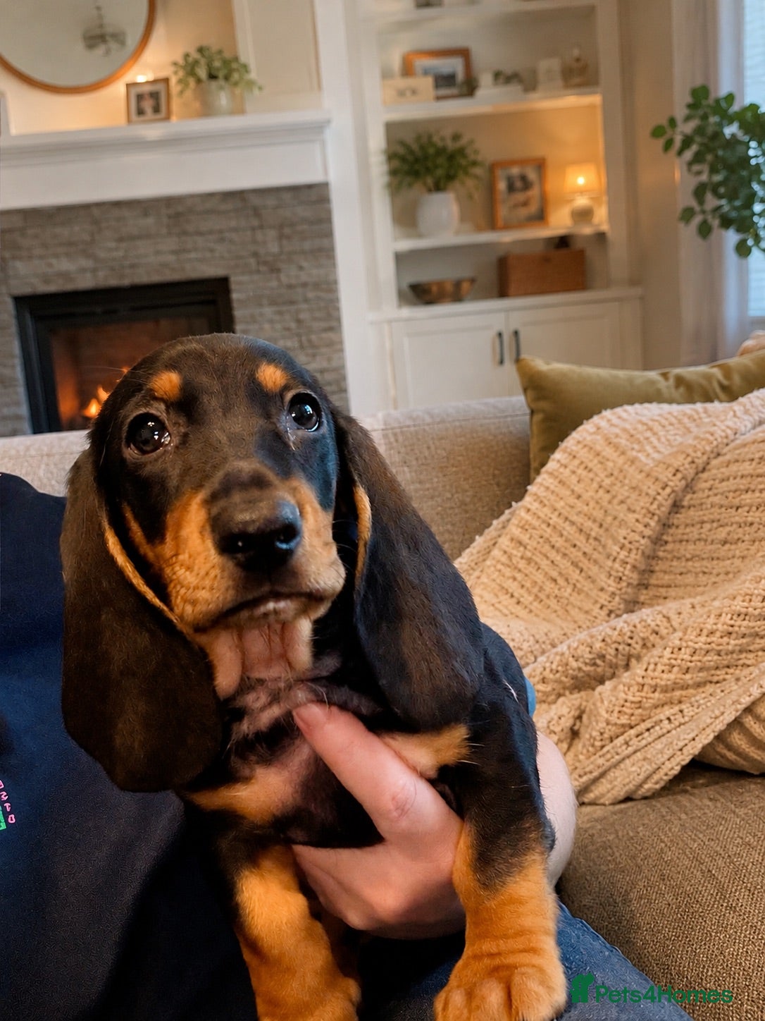 Mixed Breed dogs 🐾 Mini Bassets 🐾 - Advert 1