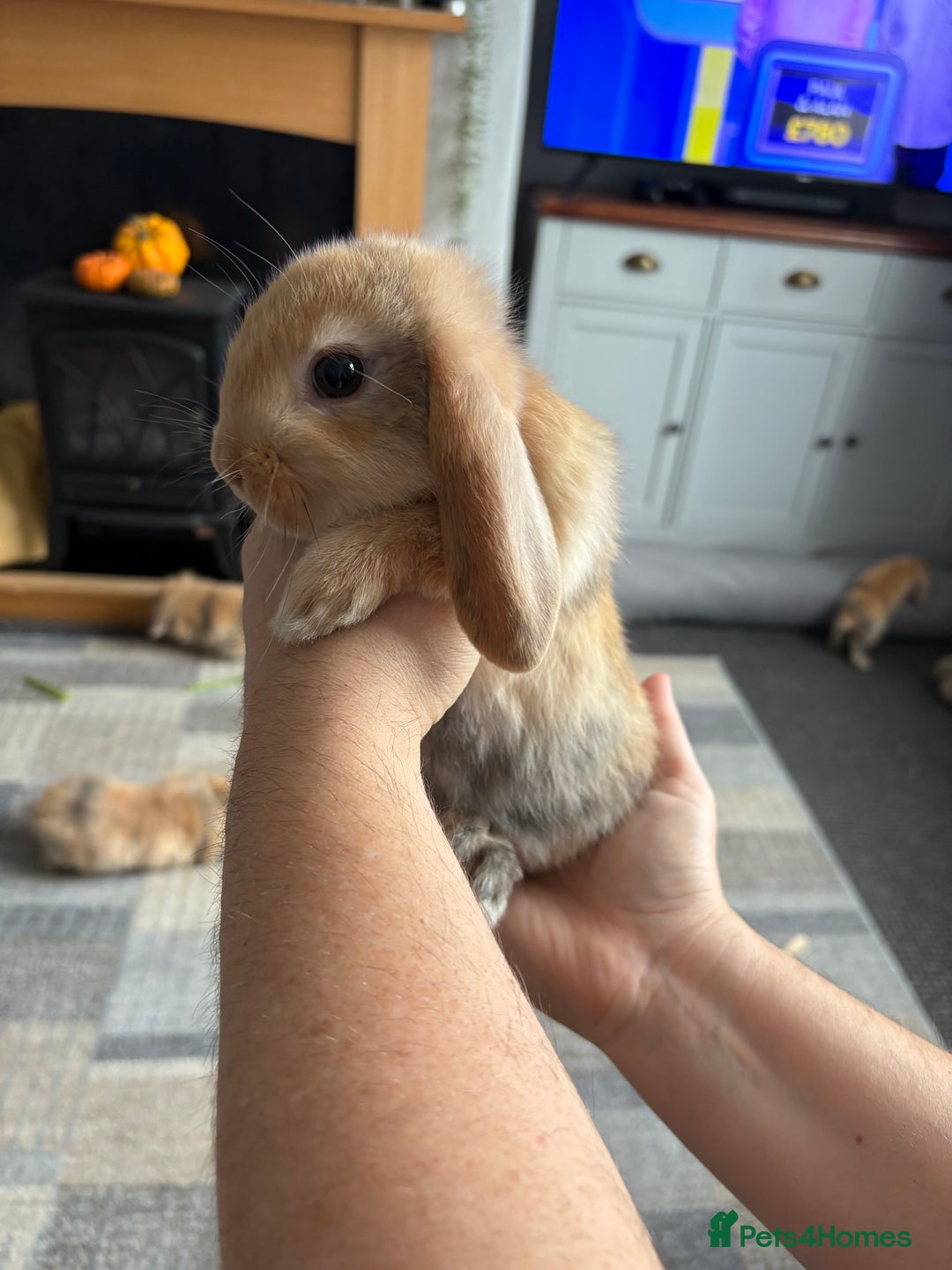 Mini Lion Lop rabbits for sale: Mini lion lop babies  - Image 5