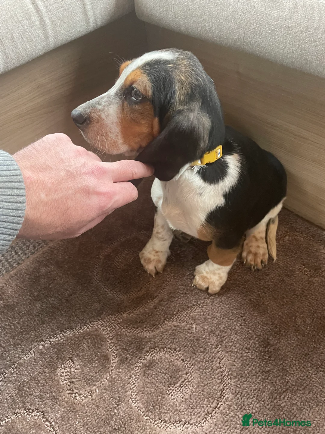 Basset Hound dogs for sale: Bassett hound puppies - Advert 11