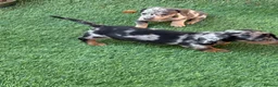 Miniature Dachshund dogs for sale: Miniature dachshund Puppys for sale  in Aldershot - Advert 10