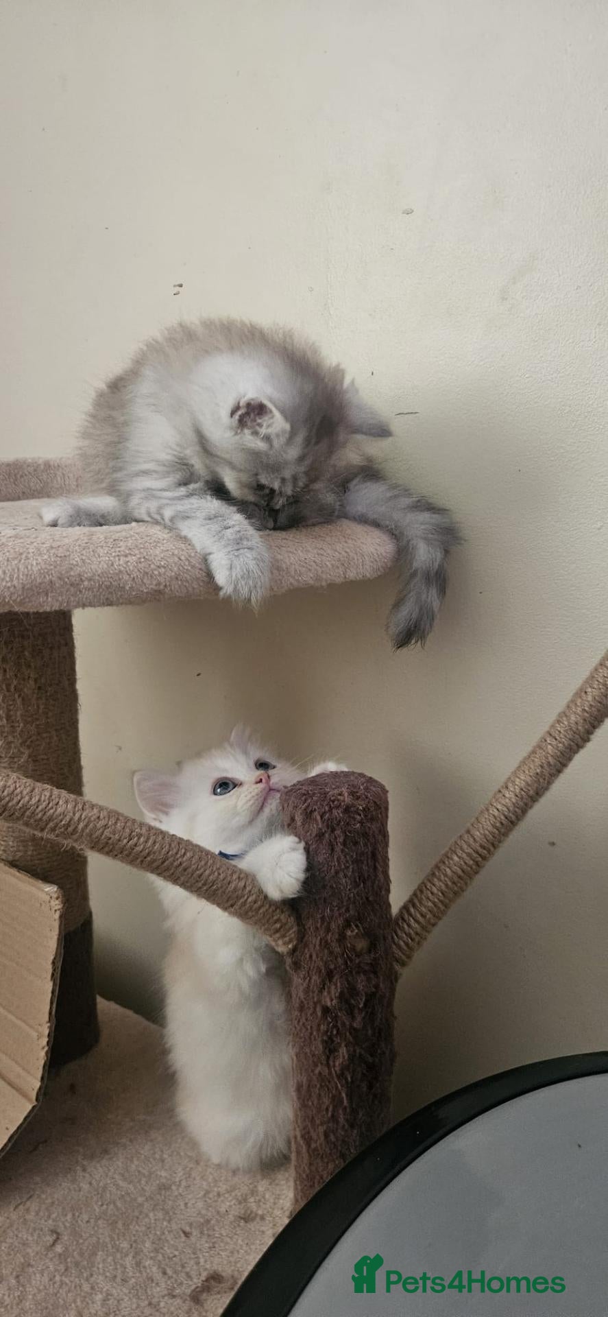 Persian cats 3 beautiful persain  kittens  for sale  - Advert 2