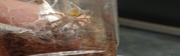 Tarantulas invertebrates for sale: Tarantulas for sale 🕷️ - Advert 2