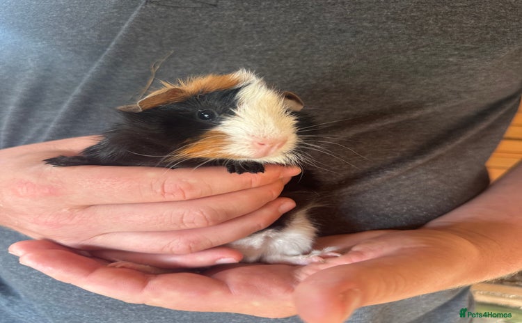 Guinea Pig rodents - Advert 3